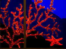 светящиеся кораллы
